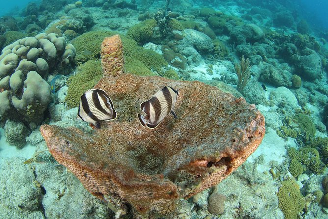 Introduction Shore Dive with Scubaçao (2 dives) - Weather, cancellation, and timing