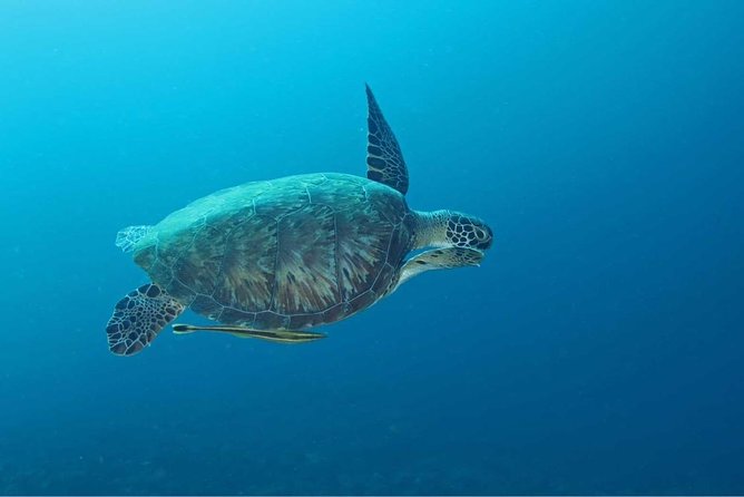 Introduction Shore Dive with Scubaçao (2 dives) - Learning the basics before entering the water