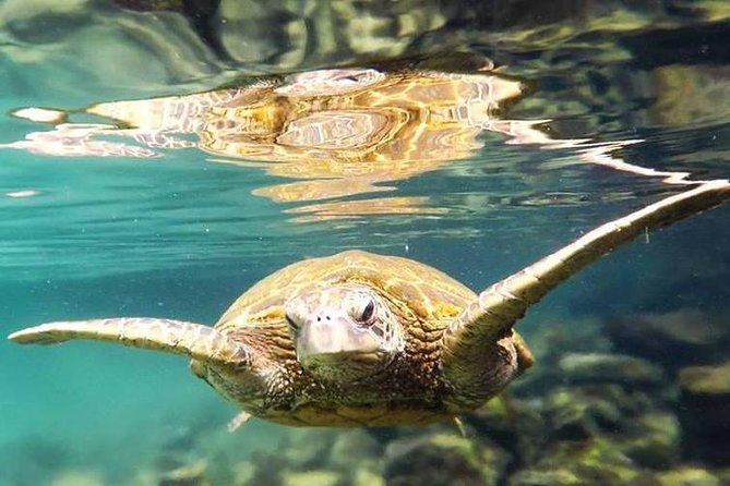Introductory Beach Scuba Dive - A gentle first step into Hilo’s underwater world