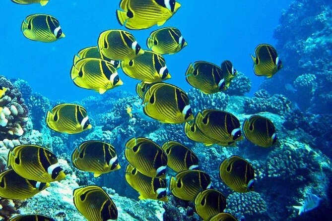Introductory Beach Scuba Dive - Physical requirements are serious
