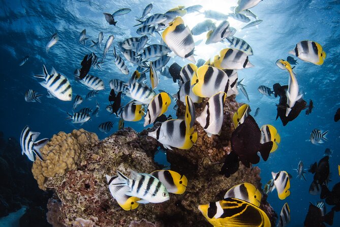 Introductory Dive in Bora Bora (afternoon) - At a glance