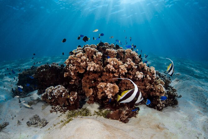 Introductory Dive in Bora Bora (afternoon) - Learning the gear before entering Bora Bora’s lagoon