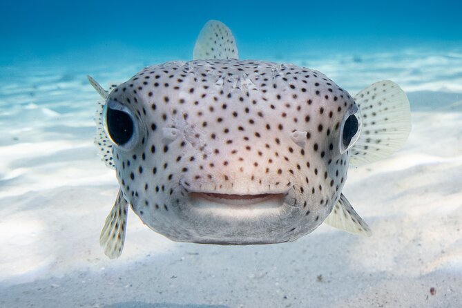 Introductory Dive in Bora Bora (afternoon) - Afternoon timing and practical planning