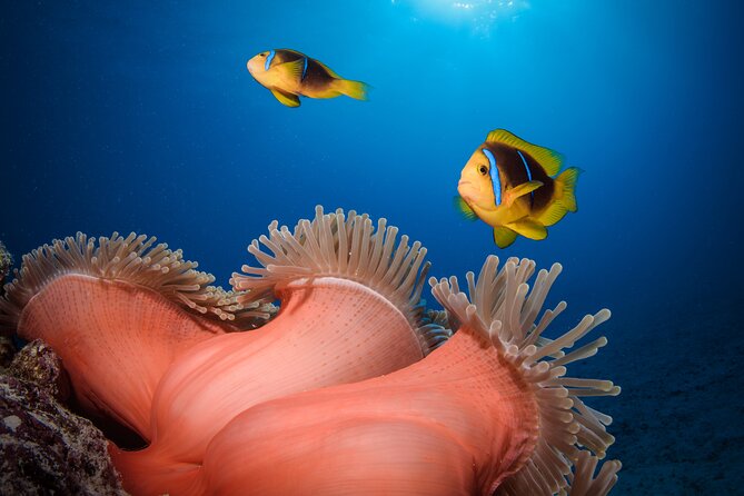 Introductory Dive in Bora Bora (afternoon) - Final verdict: book it if confidence comes first