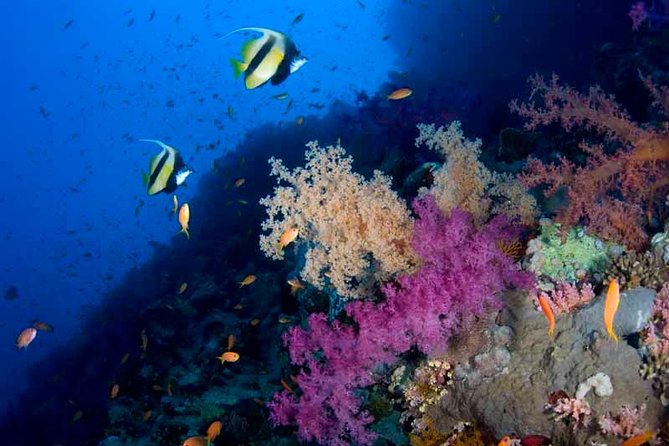 Introductory Dive in Eilat - What the Eilat scuba session is really like