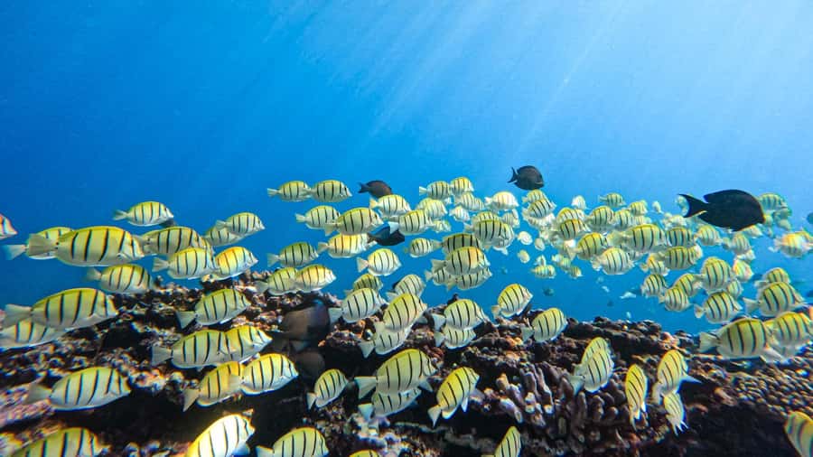 Introductory dive, to get started! - What the $120 price really covers