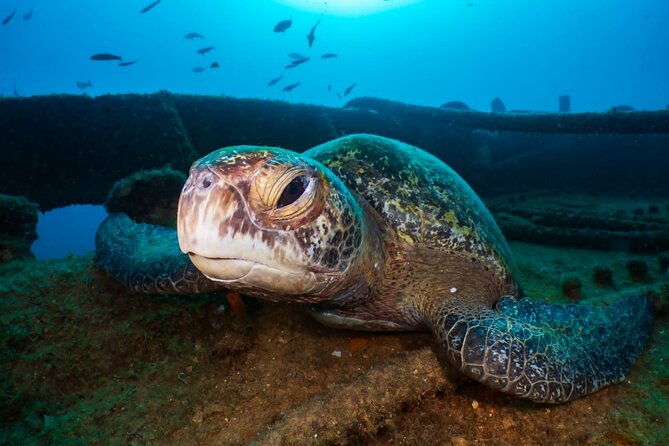 Introductory Diving Class in the Cozumel Reefs - Shallow-water practice at 1 to 2 meters
