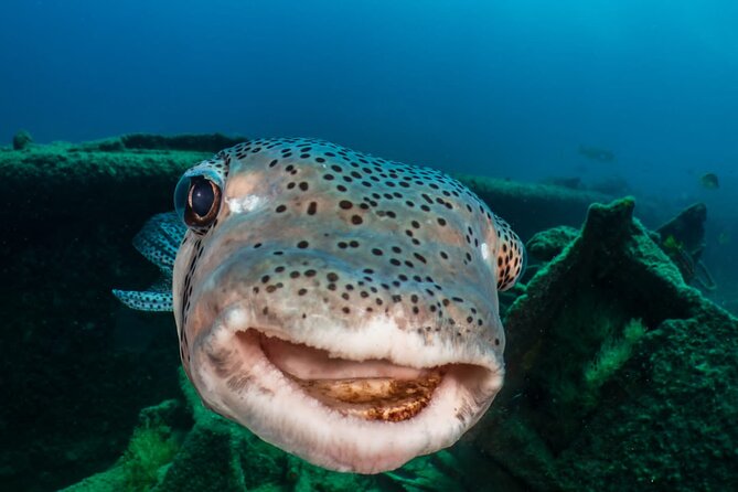 Introductory Diving Class in the Cozumel Reefs - A maximum group of two changes the experience