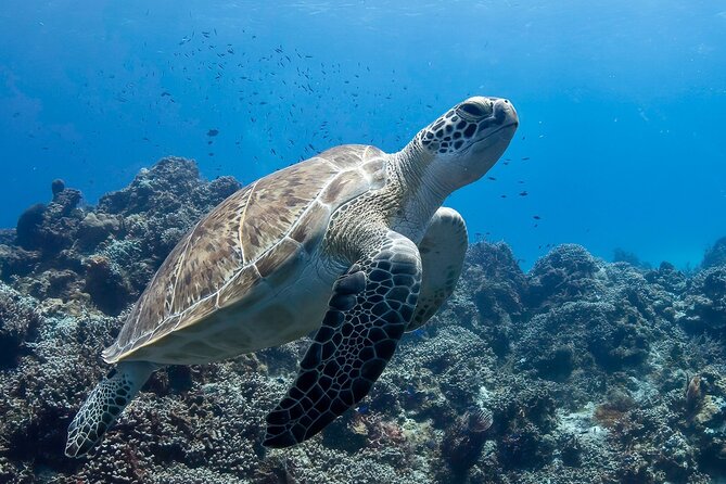 Introductory Diving Class in the Cozumel Reefs - The equipment lesson before entering the water