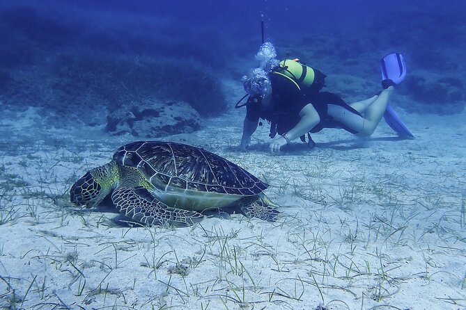 Introductory diving in small groups - Fish, statues, turtles, and the limits of Mediterranean wildlife