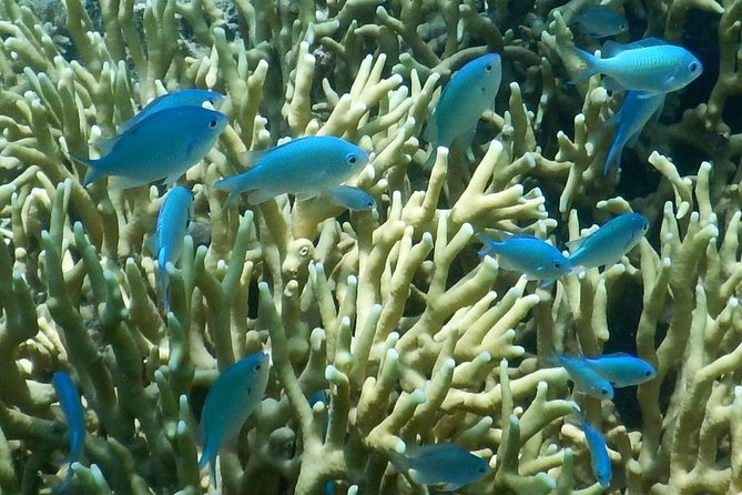 Introductory Scuba Dive experience - Whitetip Marine Adventures - Your first session: getting comfortable underwater