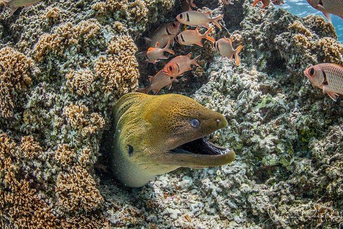 Introductory Scuba Diving Experience in Bora Bora - What makes the instructors important