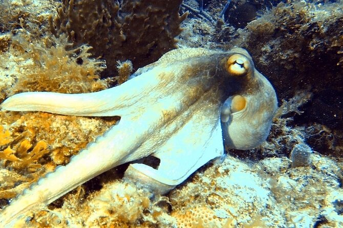 Island Wreck and Reef Scuba Excursion - Practical details that can save you trouble