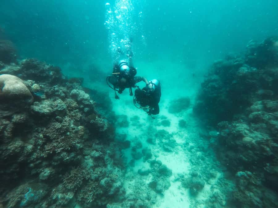 Jeddah: Red sea shore diving (Discovery) - From Bhadur Resort to Blue Reef