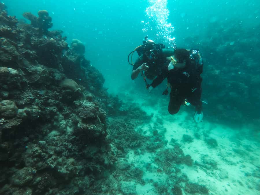Jeddah: Red sea shore diving (Discovery) - Learning the gear, signals, and safety basics