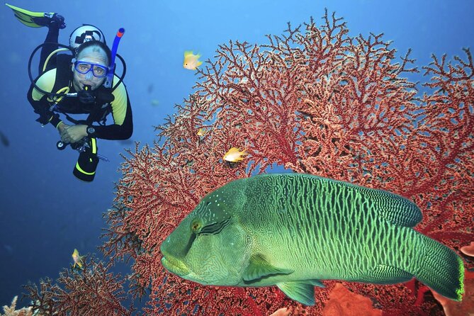 Join our Daily Diving Trip with 2 dives Transfer & Lunch-Hurghada - What this Hurghada boat day is really like
