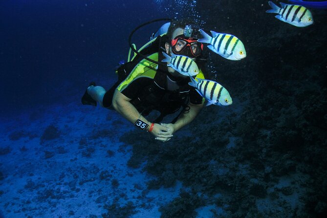 Join our Daily Diving Trip with 2 dives Transfer & Lunch-Hurghada - Who should book this trip?
