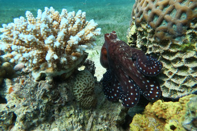 Journey of Diving or Snorkelling from a Boat - What the Aqaba coastline adds