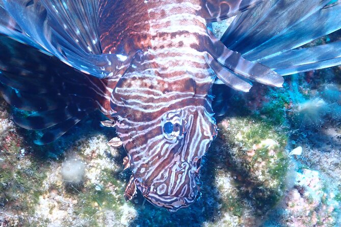 Jubilee Shoals guided boat dives - Key Points Before You Book