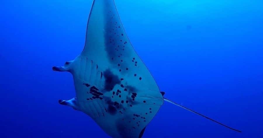 Kailua-Kona: Night Manta Snorkel or Dive - Why Kona’s night manta encounter is so unusual
