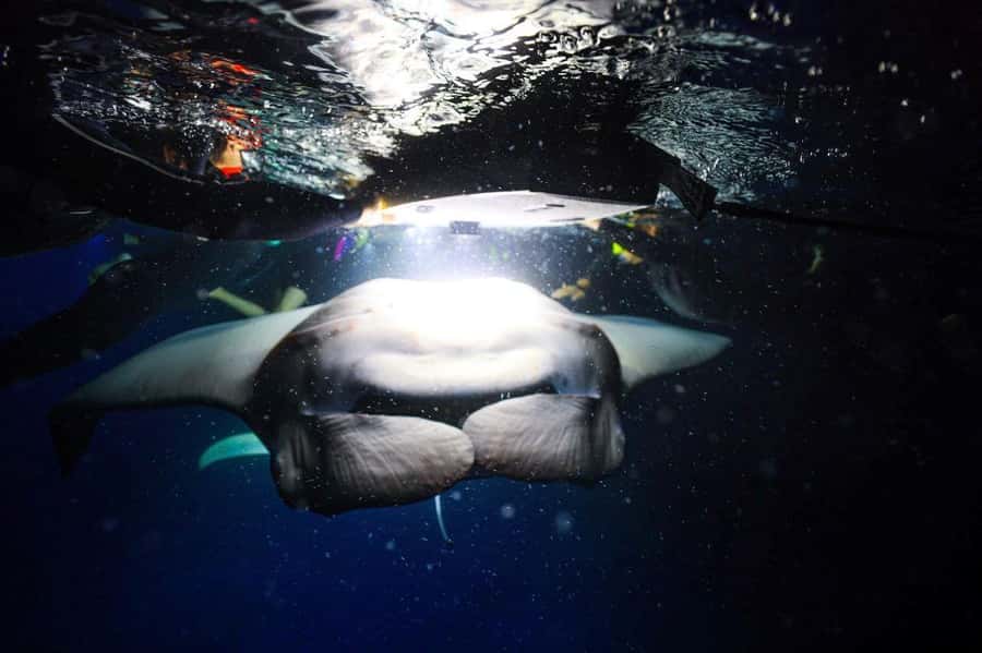 Kailua-Kona: Night Manta Snorkel or Dive - What the evening experience is like