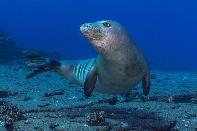 Kauai's Exclusive Morning Scuba Charter for Experienced Divers - A 7:30 a.m. start at Poipu Road