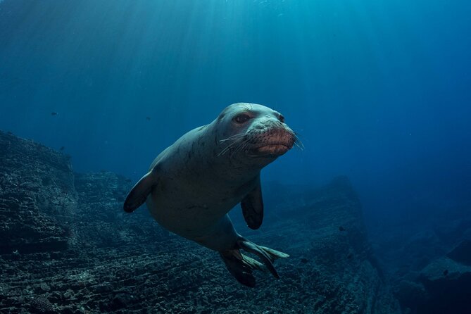 Kauai's Exclusive Morning Scuba Charter for Experienced Divers - Wildlife that can make the morning special