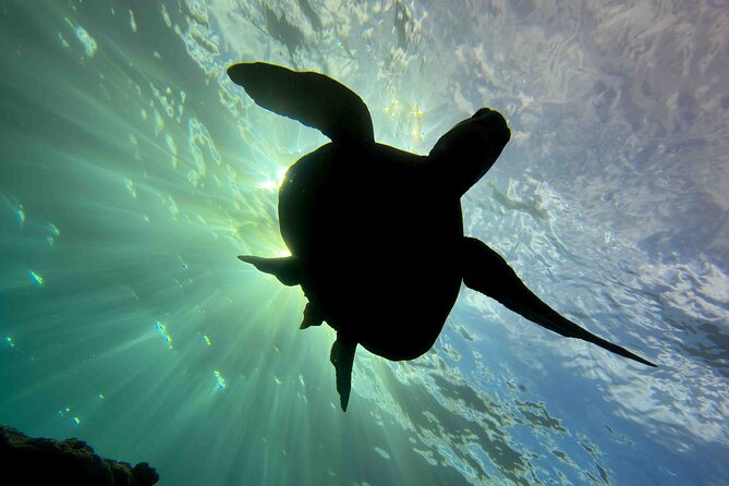Kauai's Exclusive Morning Scuba Charter for Experienced Divers - What is included for a more comfortable half-day