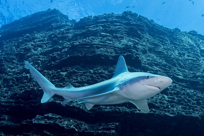Kauai's Exclusive Morning Scuba Charter for Experienced Divers - Is $259.11 a fair price?