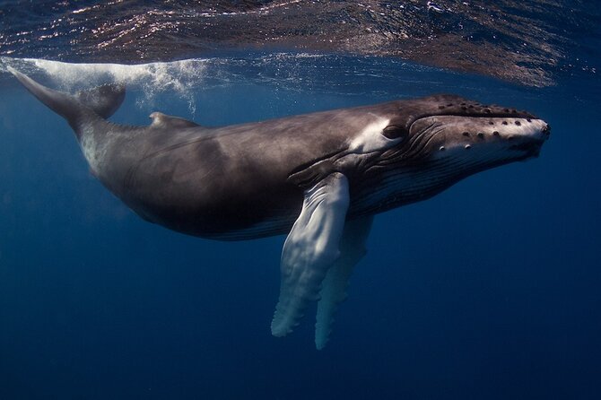 Kauai's Exclusive Morning Scuba Charter for Experienced Divers - Comfort, fitness, and group size