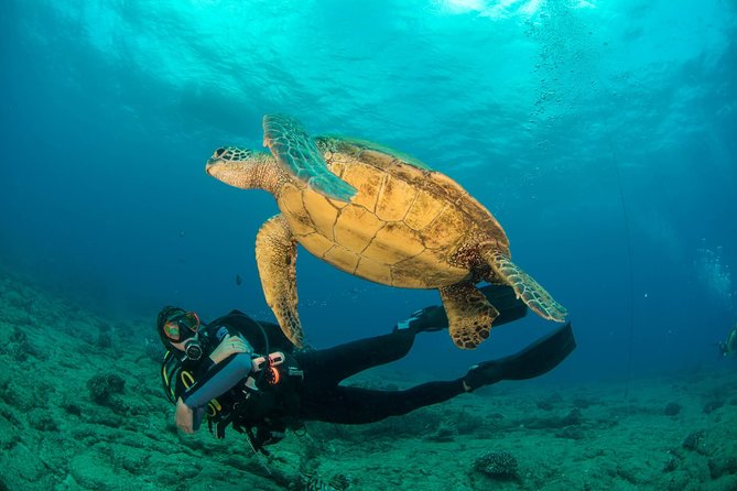 Kauai's Ultimate Discover Scuba Dive - OCEAN EXPERIENCE (1 Tank Dive) - Key points to know before you book