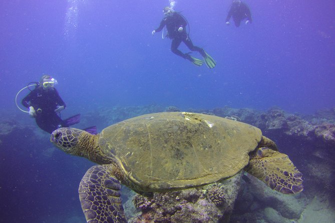 Kauai's Ultimate Discover Scuba Dive - OCEAN EXPERIENCE (1 Tank Dive) - The marine life makes the effort worthwhile