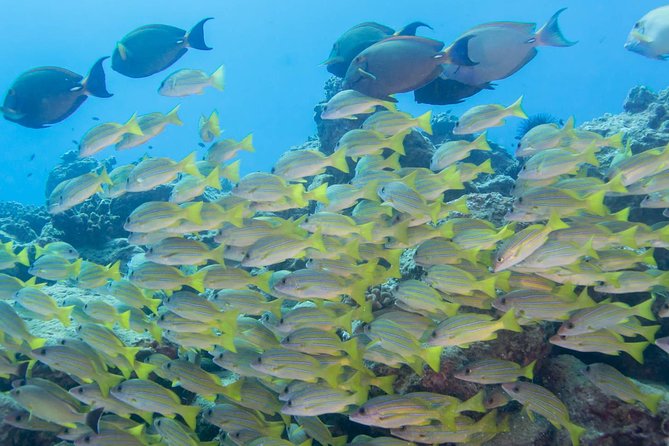 Kauai's Ultimate Discover Scuba Dive - OCEAN EXPERIENCE (1 Tank Dive) - The instructors are the real strength