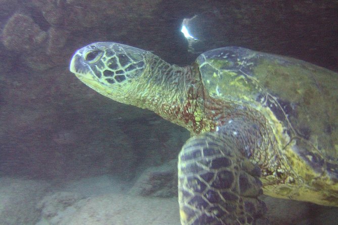 Kauai's Ultimate Discover Scuba Dive - OCEAN EXPERIENCE (1 Tank Dive) - Who should book this experience