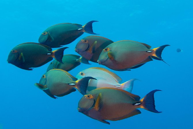Kauai's Ultimate Discover Scuba Dive - OCEAN EXPERIENCE (1 Tank Dive) - Entering the water and managing the first minutes