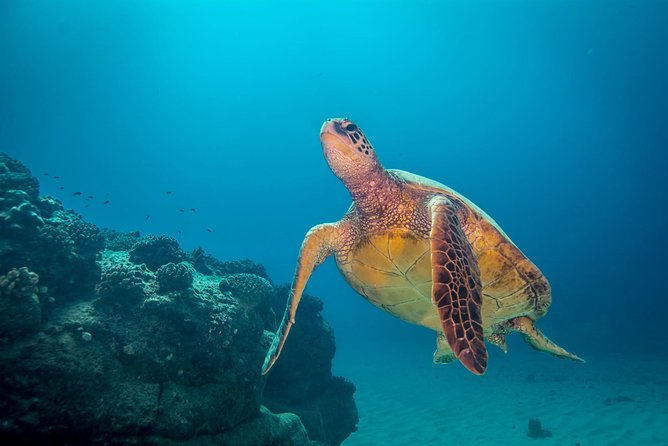 Kauai's Ultimate Dive Boat Adventure (for CERTIFIED Divers Only) - Setting out from Kukuiula Small Boat Harbor