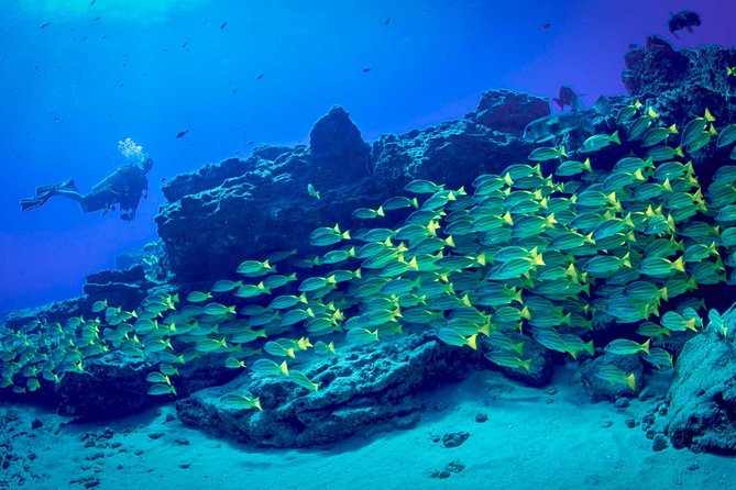 Kauai's Ultimate Dive Boat Adventure (for CERTIFIED Divers Only) - The turtles are the main draw