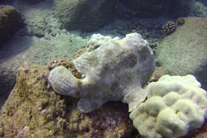 Kauai's Ultimate Dive Boat Adventure (for CERTIFIED Divers Only) - Equipment, fitness, and what to expect