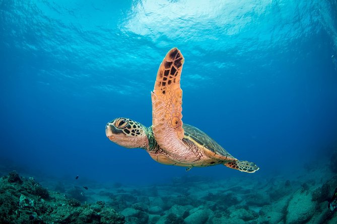 Kauai's Ultimate Scooter Adventure 2 Tank Dive (Advance Certified Divers Only) - What the four-hour Kauai scooter outing is really like