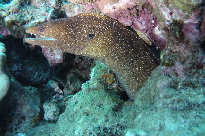 Kauai's Ultimate Scooter Adventure 2 Tank Dive (Advance Certified Divers Only) - The value of a four-person group
