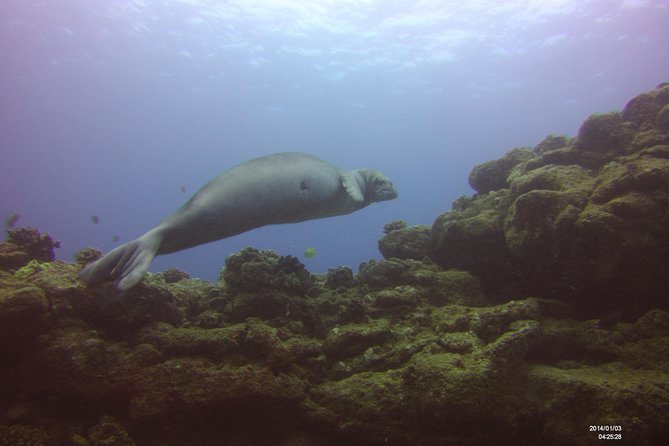 Kauai's Ultimate Scooter Adventure 2 Tank Dive (Advance Certified Divers Only) - What is included for $310.09