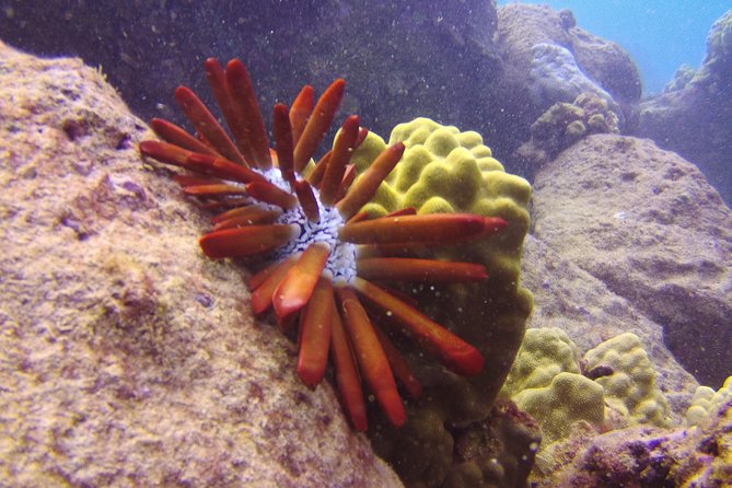 Kauai's Ultimate Scooter Adventure 2 Tank Dive (Advance Certified Divers Only) - Who should book this experience