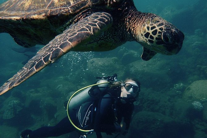 Kauai's Ultimate South Shore 2 Tank Dive (Certified Divers Only) - Key points before you book