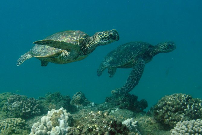 Kauai's Ultimate South Shore 2 Tank Dive (Certified Divers Only) - Why this shore setting works so well