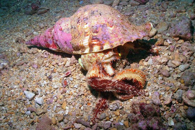 Kauai's Ultimate South Shore 2 Tank Dive (Certified Divers Only) - The animals you may see at 50 feet