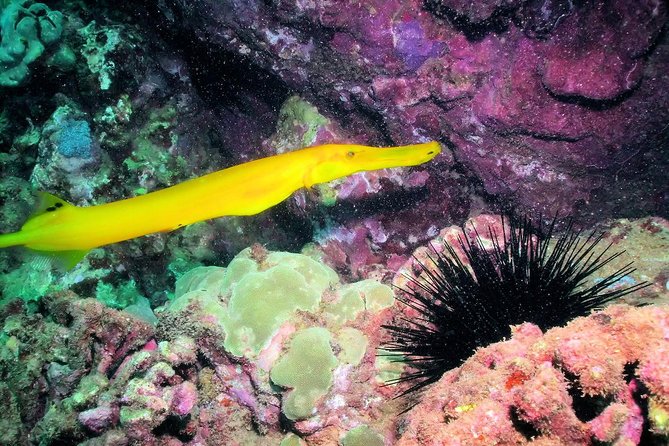Kauai's Ultimate South Shore 2 Tank Dive (Certified Divers Only) - What the four-hour schedule feels like
