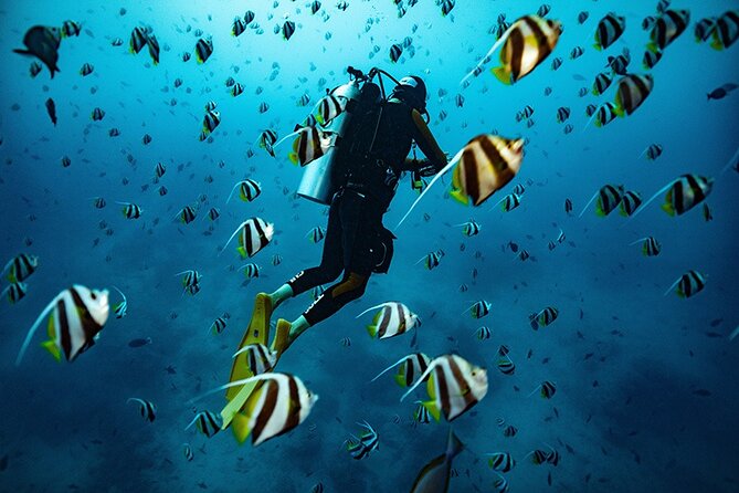 Kauai Scuba Diving for Beginners - Key Things to Know Before You Book