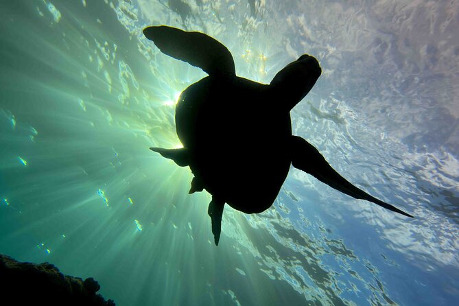 Kauai Scuba Diving for Beginners - Koloa Landing: A Practical First Site