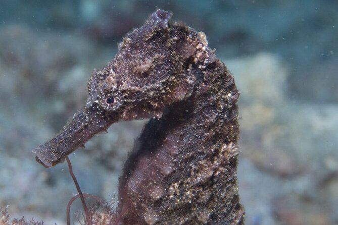 Kauai Scuba Diving for Beginners - What You Might See Below the Surface
