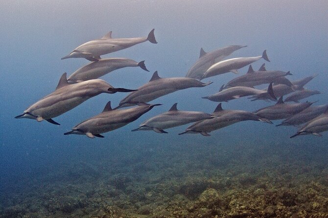 Kauai Scuba Diving for Beginners - Is $202.75 a Good Value?